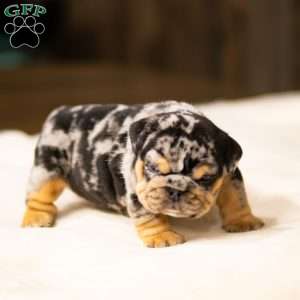 Stephen, English Bulldog Puppy
